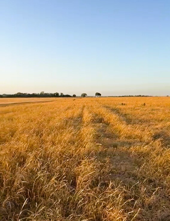Fazenda, 2120 m² - Foto 14