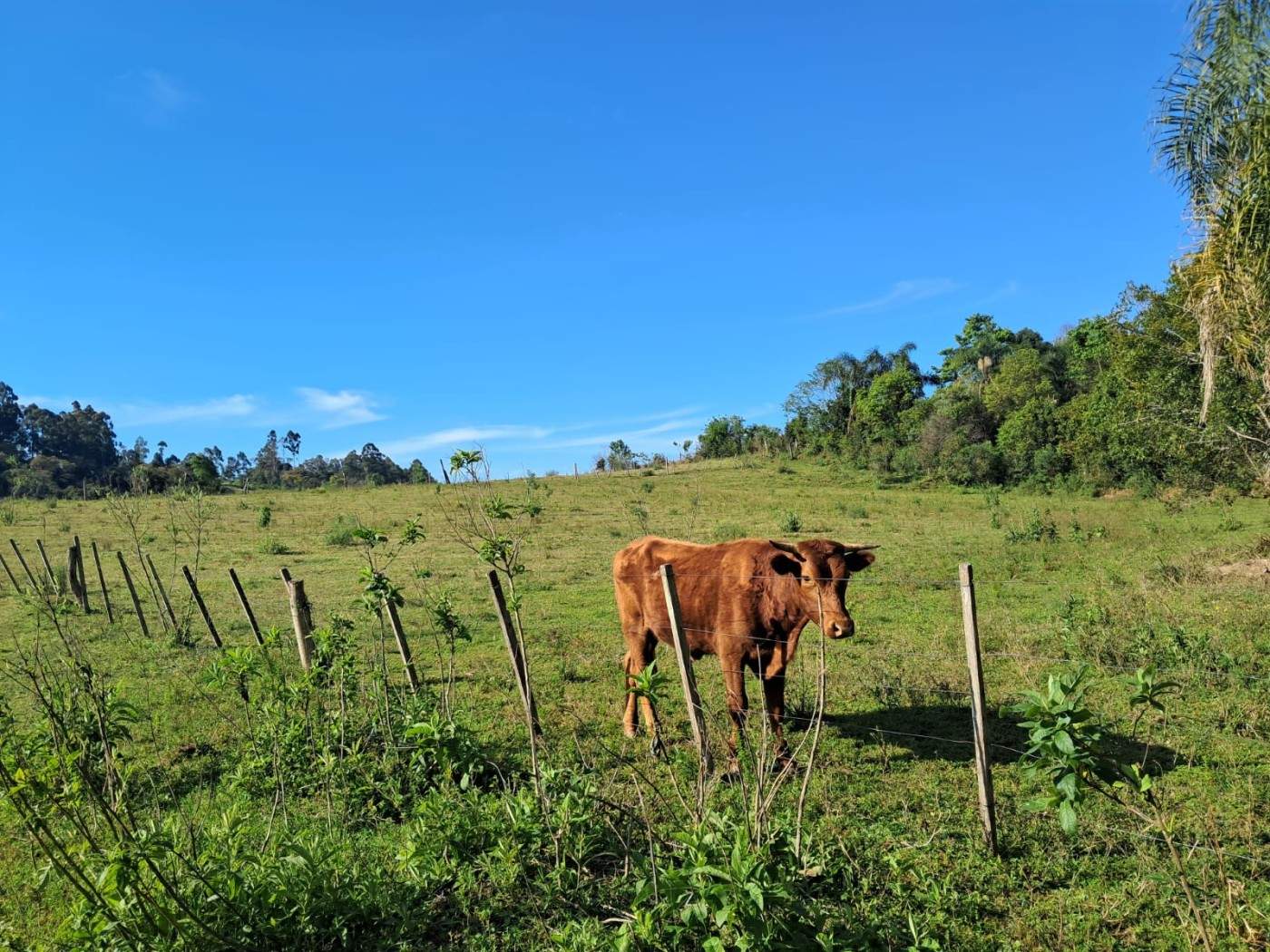Fazenda, 4 m² - Foto 9