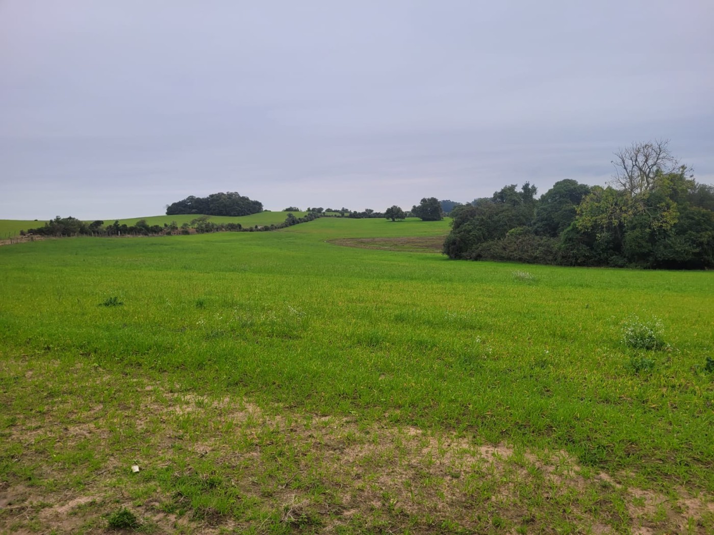 Fazenda - Foto 3