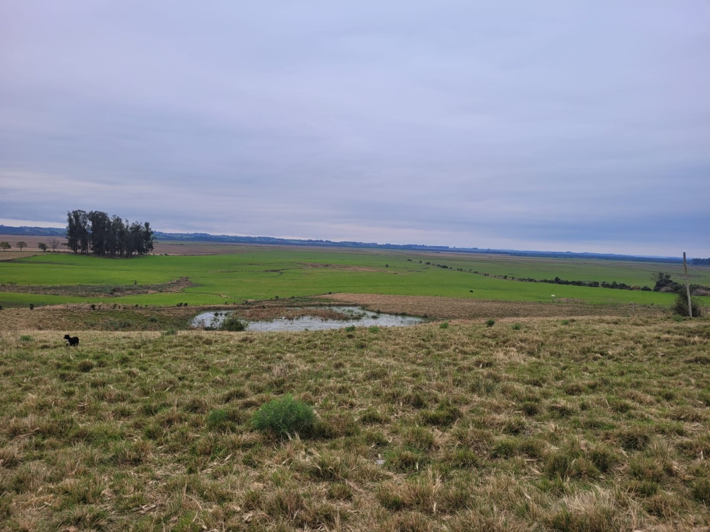 Fazenda - Foto 4