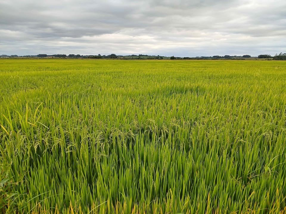 Fazenda - Foto 9