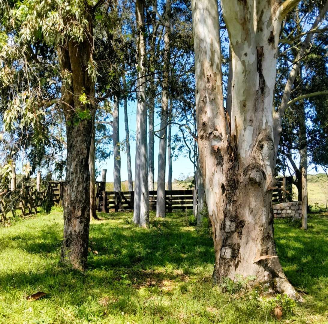 Fazenda, 98 m² - Foto 6
