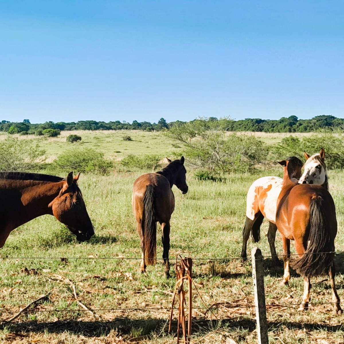 Fazenda, 98 m² - Foto 13
