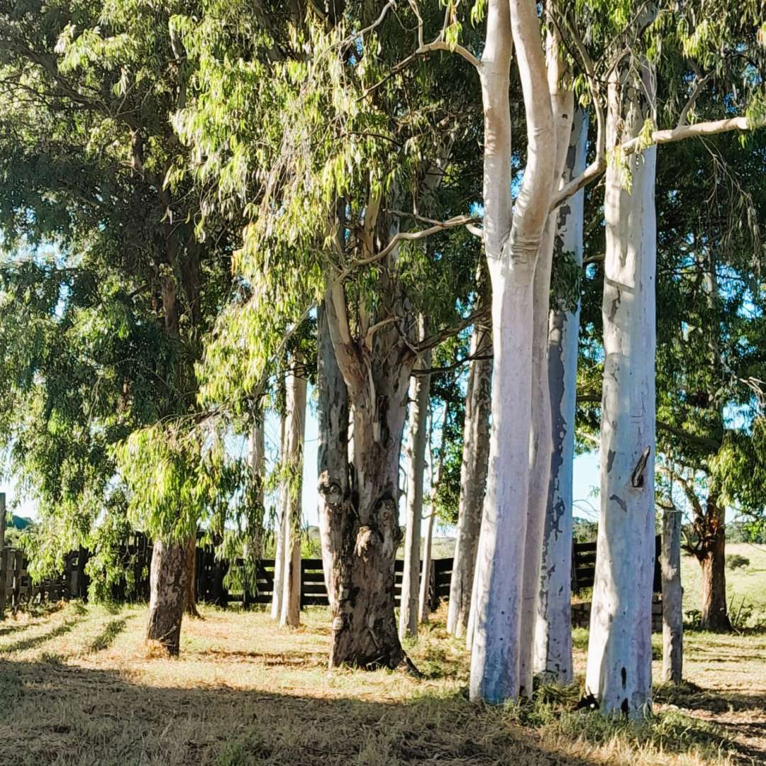 Fazenda, 98 m² - Foto 16