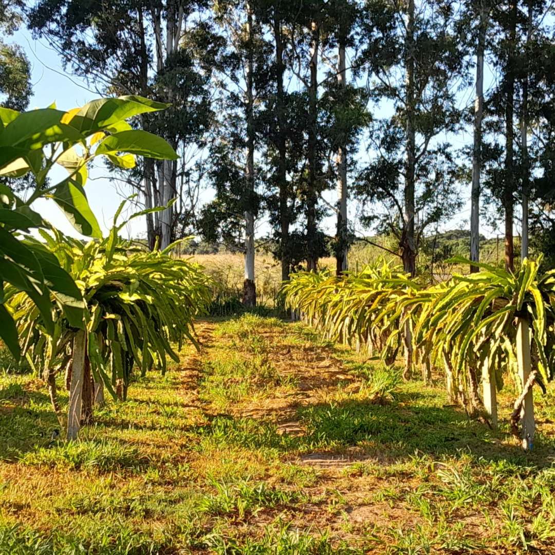 Fazenda, 98 m² - Foto 18