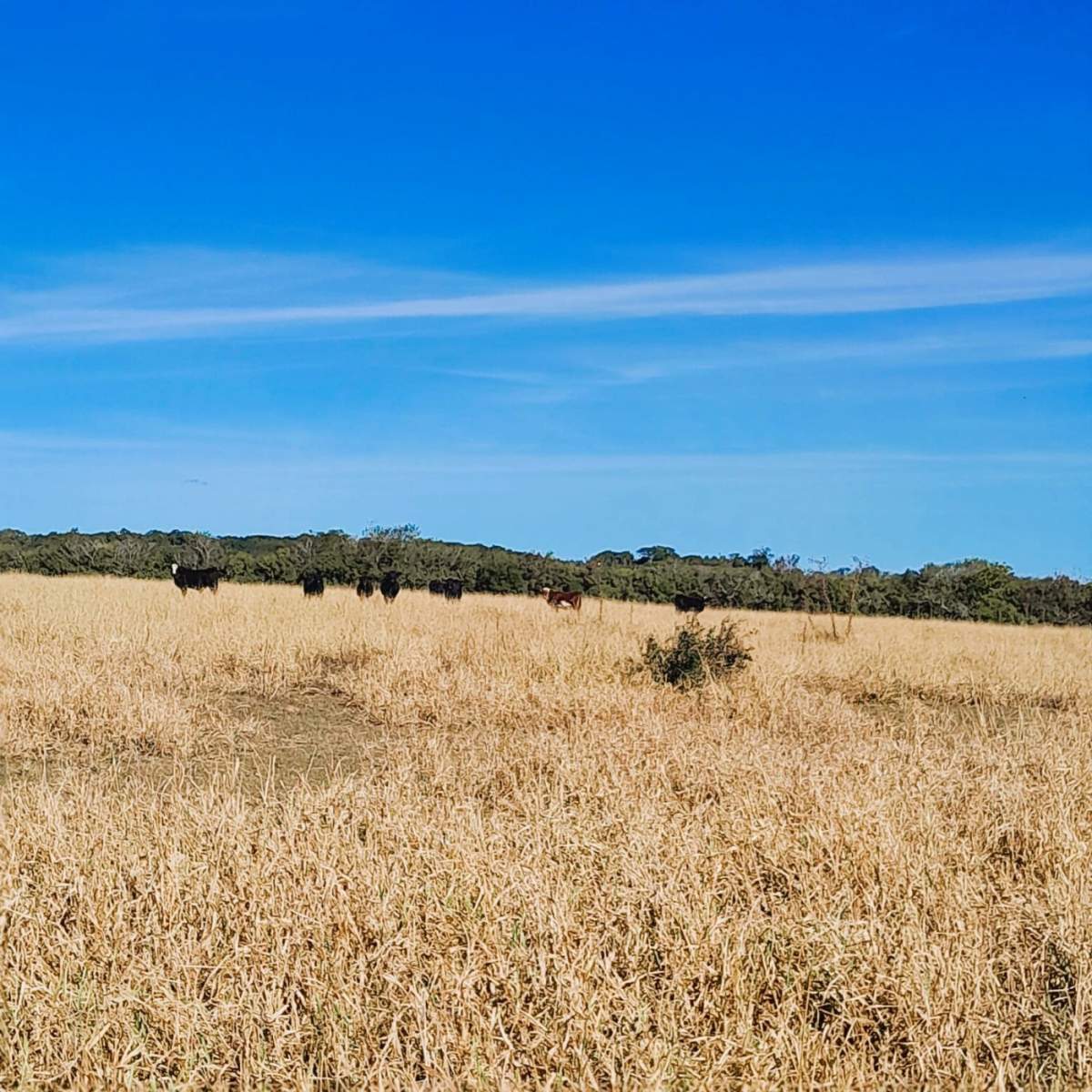 Fazenda, 98 m² - Foto 20